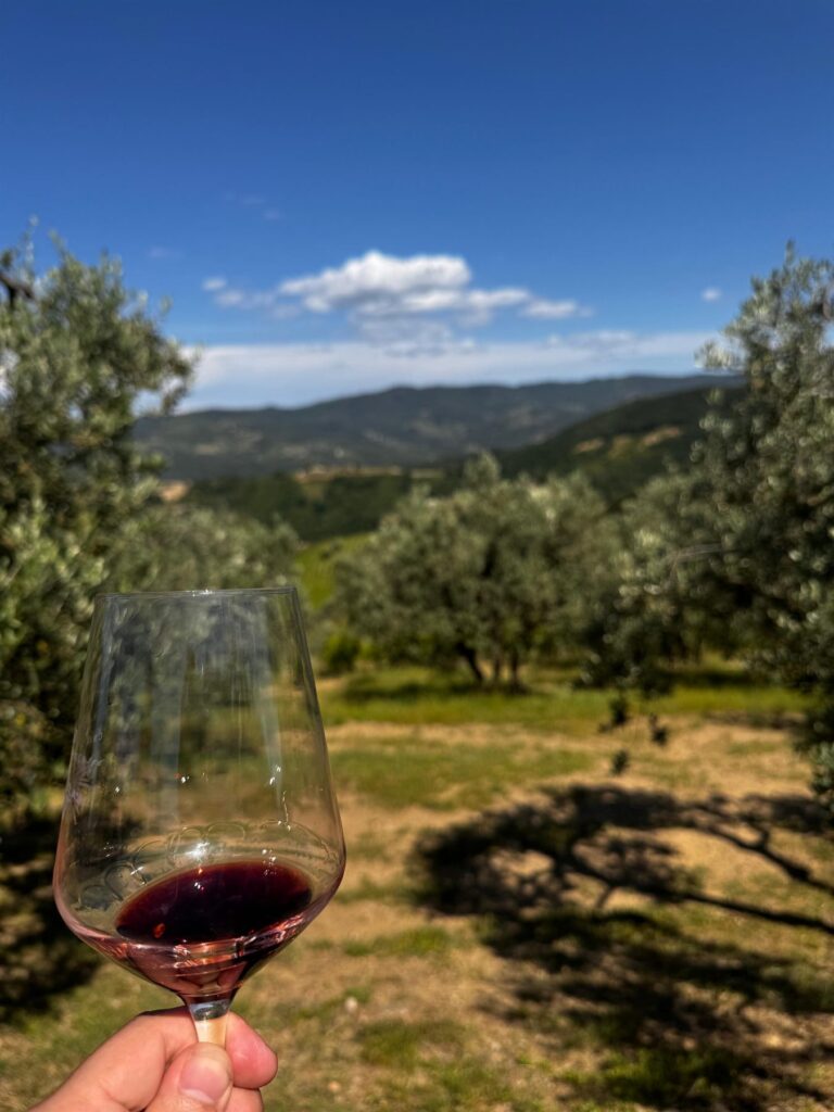 Glas rode wijn tussen de olijfbomen in Italië